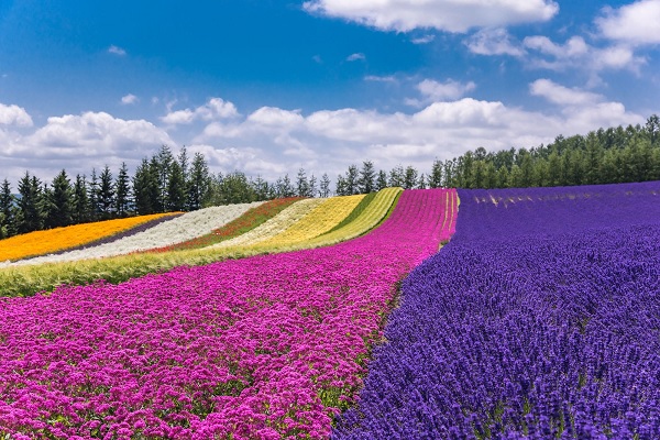 Furano – Vùng đất hoa Lavender thơ mộng, thanh bình