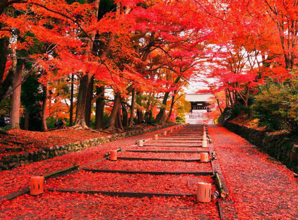 Mùa thu Nhật Bản có gì đẹp?