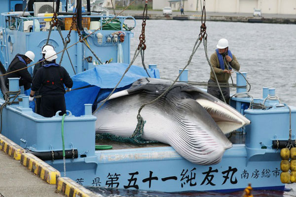 Săn bắt cá voi của người Nhật bị nhiều người lên án mạnh mẽ
