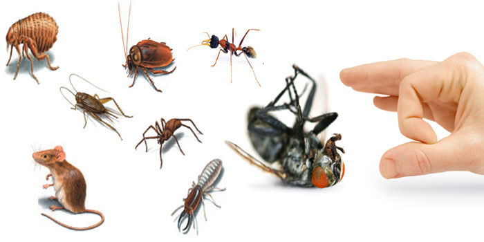 Cung cấp dịch vụ diệt côn trùng chuyên nghiệp