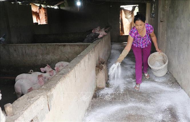 Rắc vôi bột diệt khuẩn môi trường