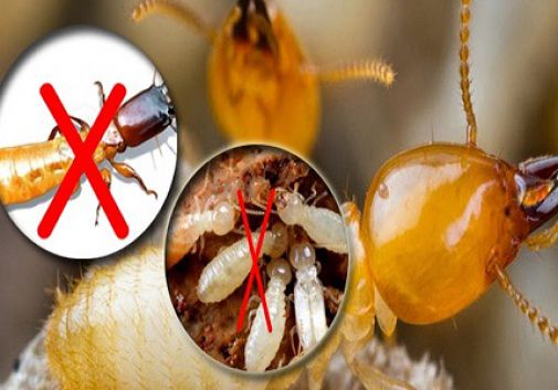 Diệt mối bằng bả sinh học