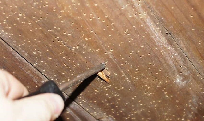 Sàn công nghiệp bị mối gặm