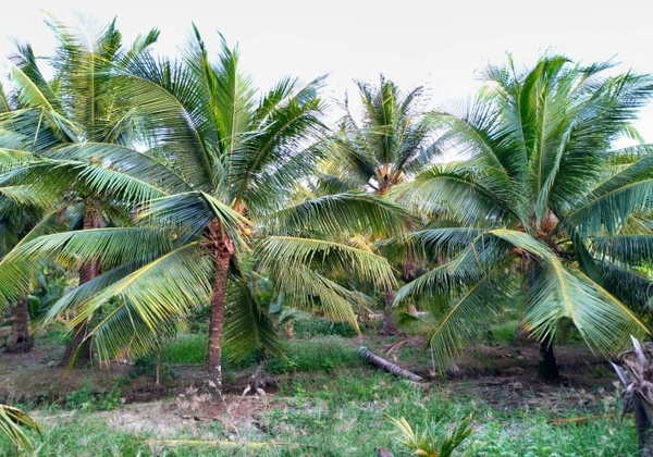Vườn dừa ở Bến Tre